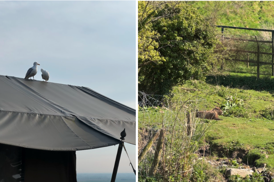 Screenshot 2025 04 24 at 4.50.06 PM